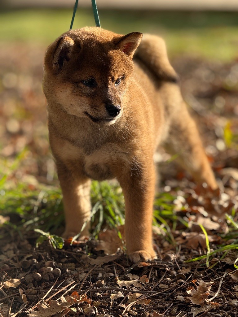 Ayaka De La Vallée Des Loges