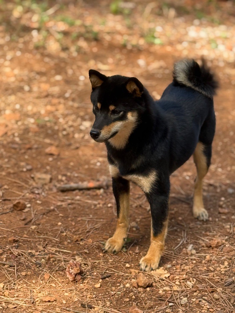 Wamiko du Bois de Compiègne