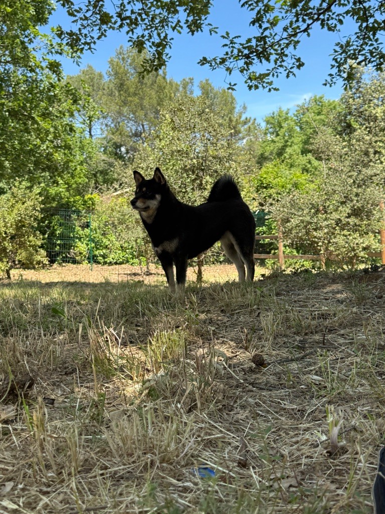 Suki de la Passion d'une Vie