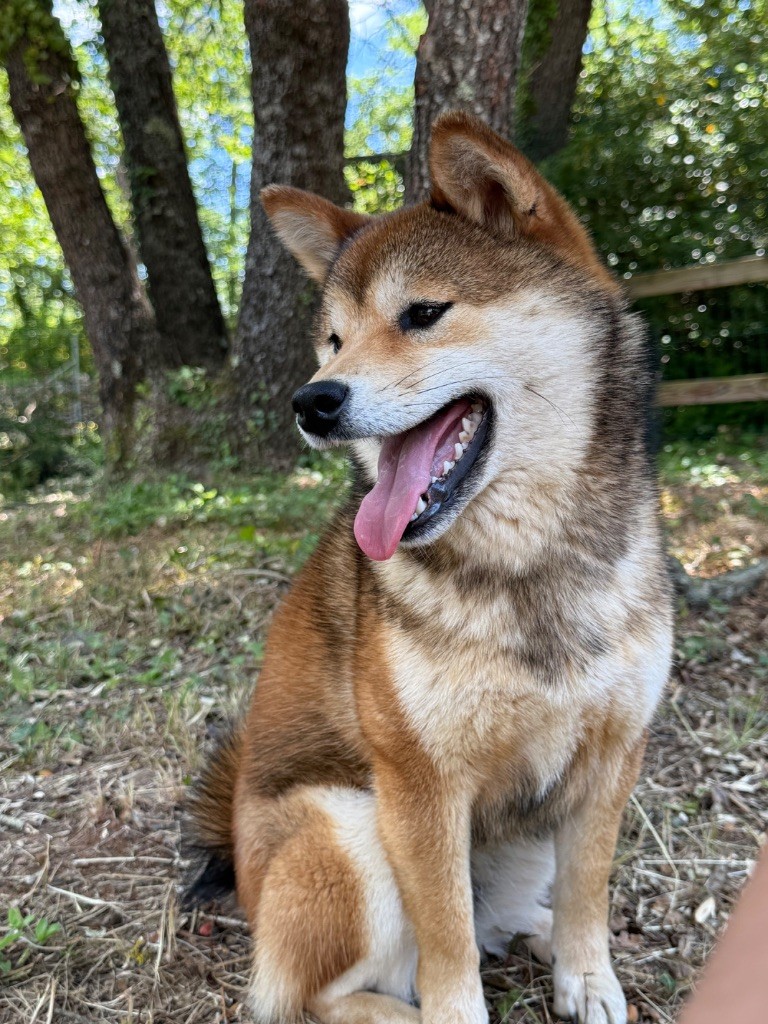 Velvet du Bois de Compiègne