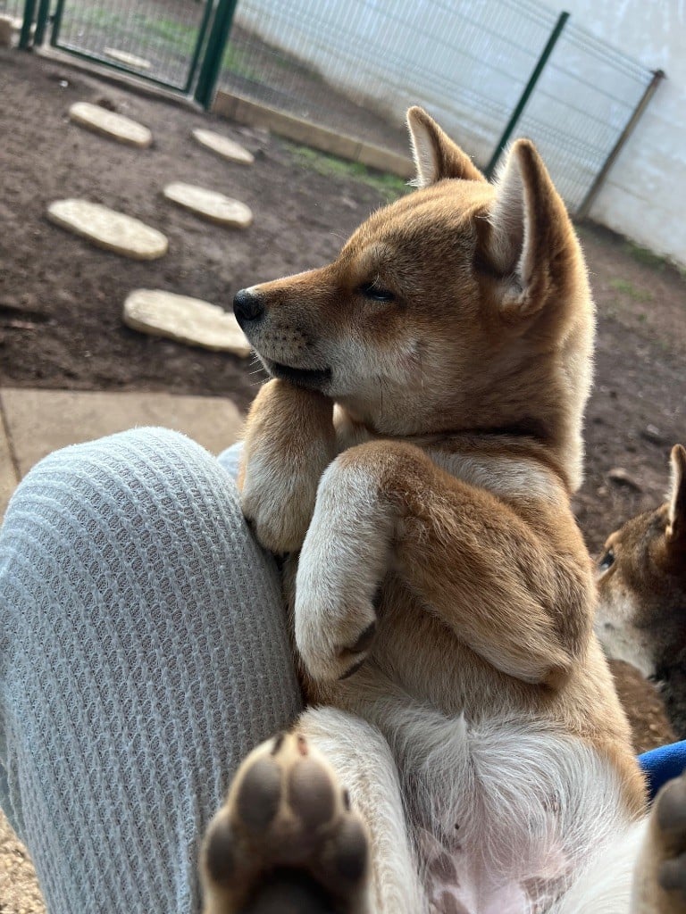 Seiya von den wachtern der krone