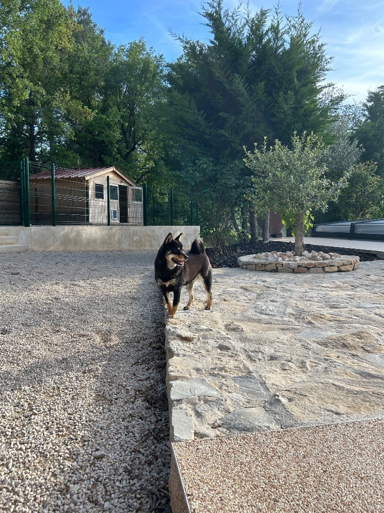 Suki de la Passion d'une Vie