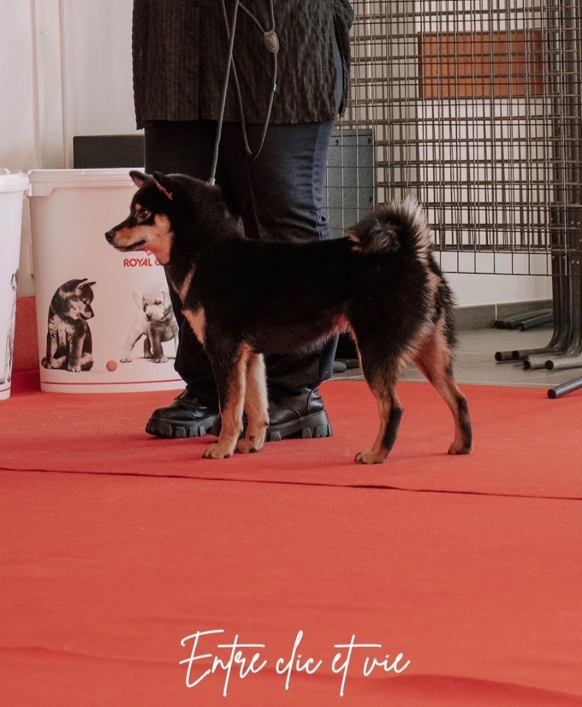 Wamiko du Bois de Compiègne