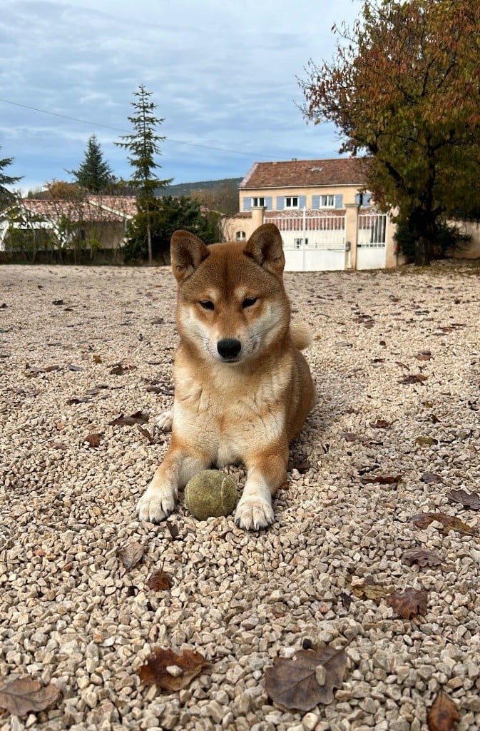 Seiya von den wachtern der krone