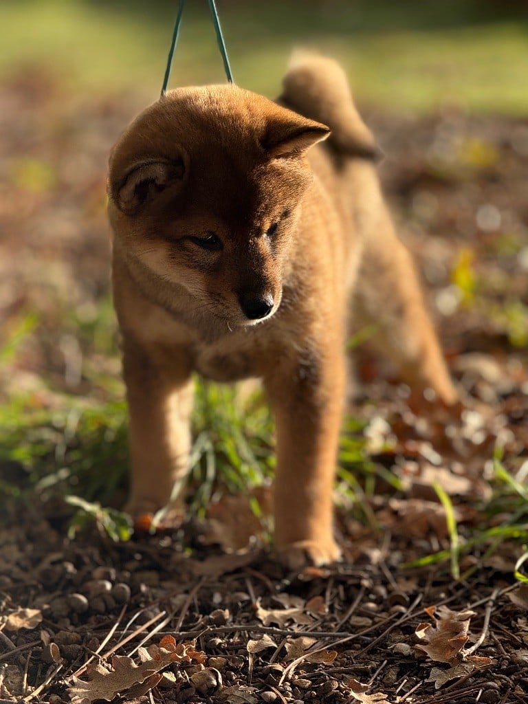 Ayaka De La Vallée Des Loges