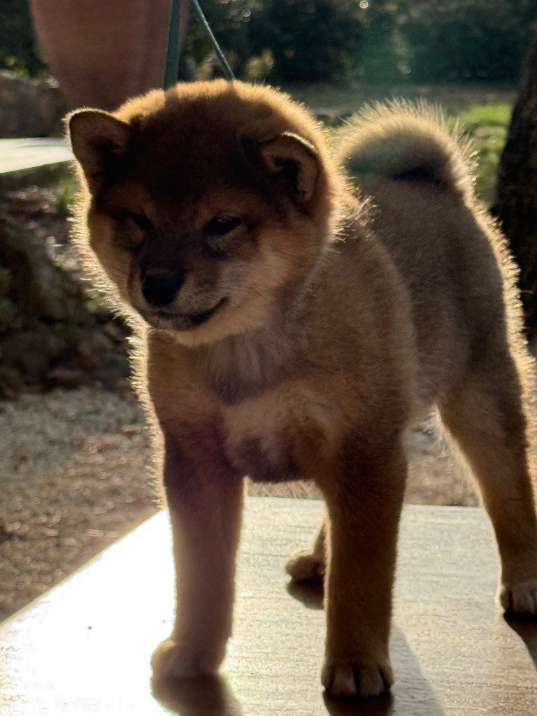 Ayaka De La Vallée Des Loges