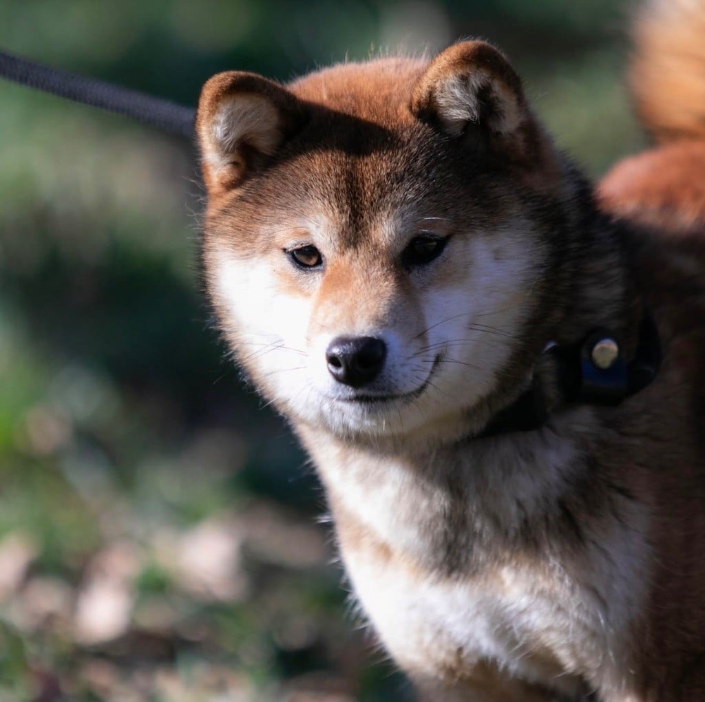Velvet du Bois de Compiègne