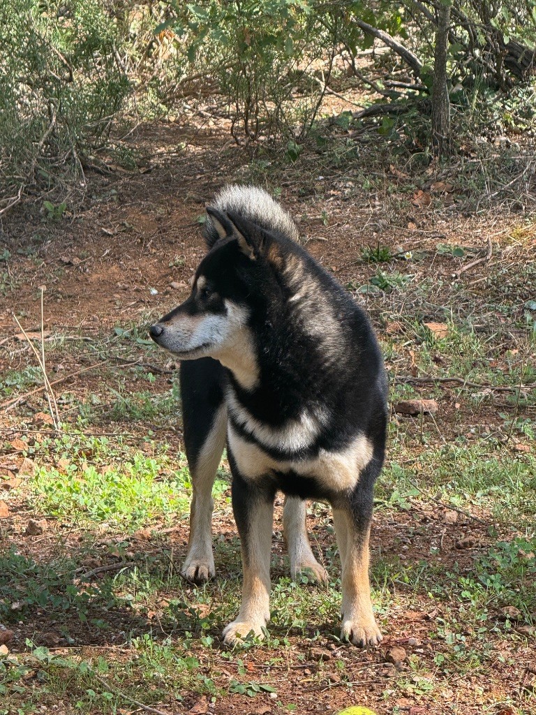 Skaikru des Terres des Forges