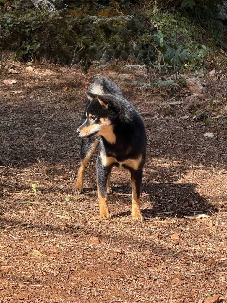 Wamiko du Bois de Compiègne