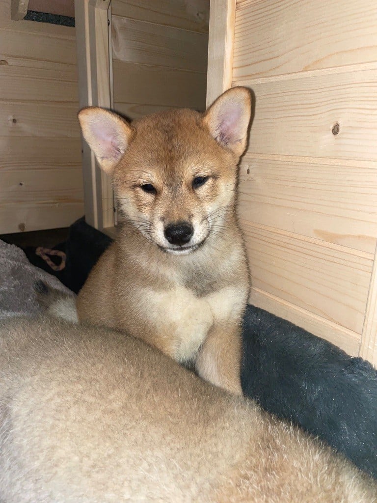 Seiya von den wachtern der krone