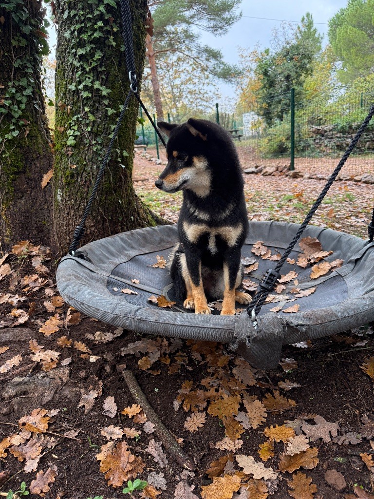 Wamiko du Bois de Compiègne