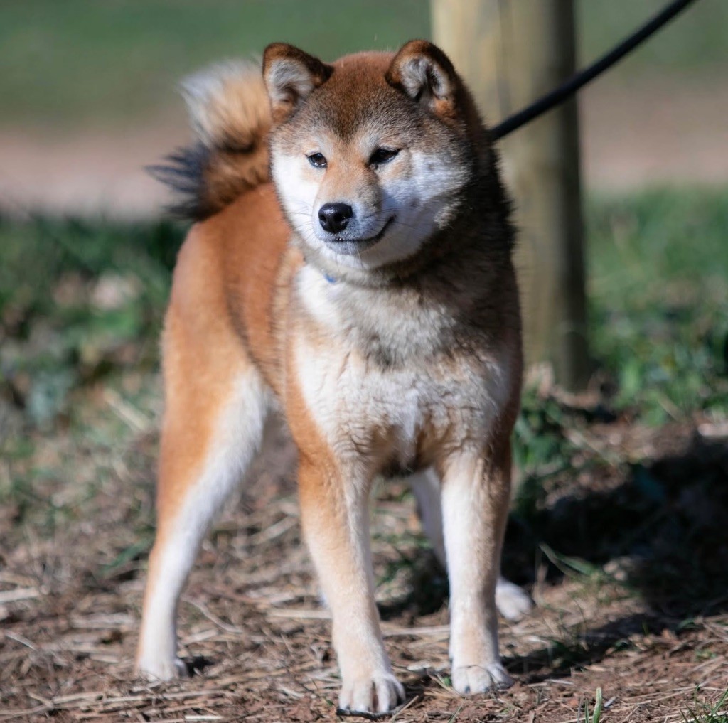 Velvet du Bois de Compiègne