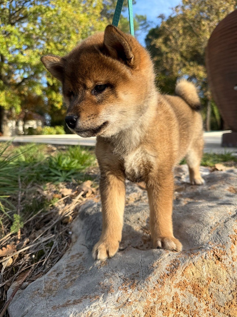 Ayaka De La Vallée Des Loges