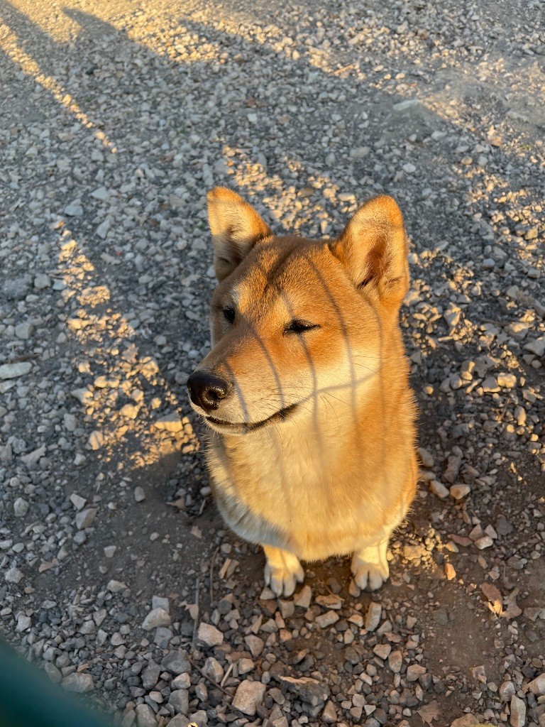 Seiya von den wachtern der krone