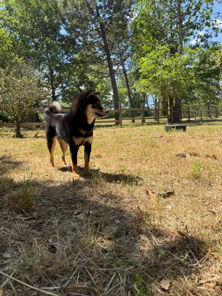 Wamiko du Bois de Compiègne