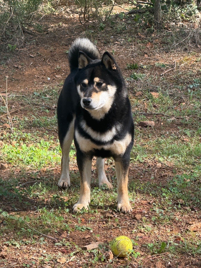 Skaikru des Terres des Forges