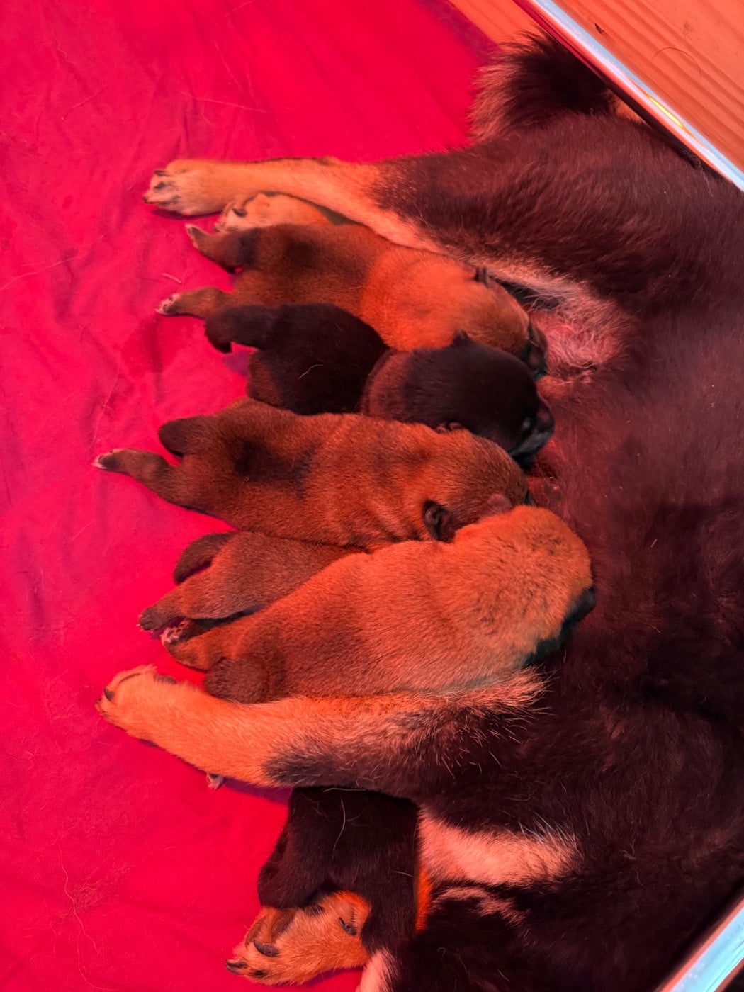 Shiba - Des Renards Du Castrum