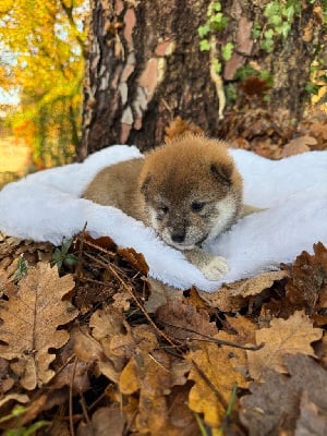 Les chiots de Shiba