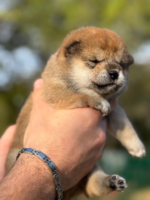Les chiots de Shiba