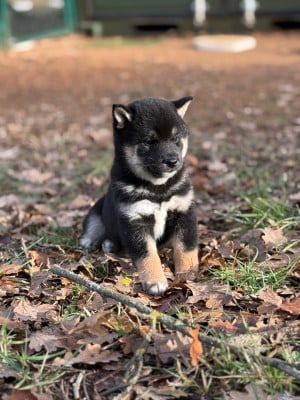 Les chiots de Shiba