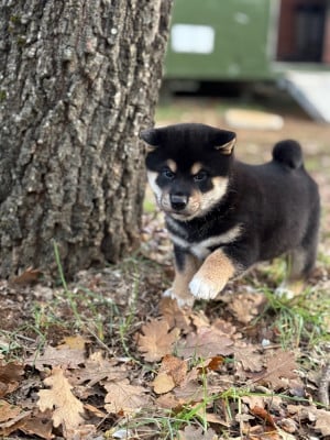 Les chiots de Shiba