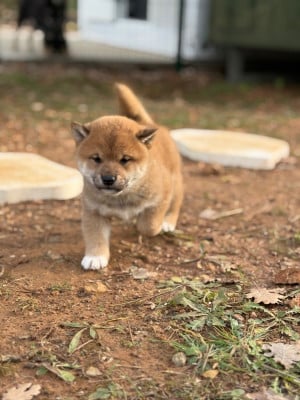 Les chiots de Shiba