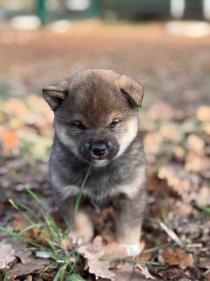 Les chiots de Shiba