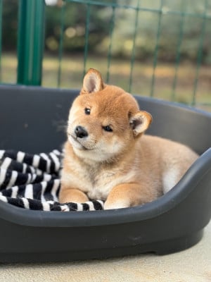 Les chiots de Shiba