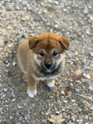 Les chiots de Shiba