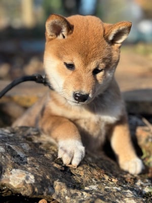 Les chiots de Shiba
