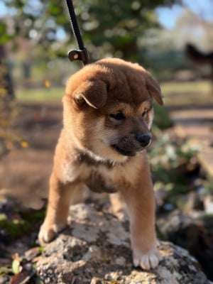Les chiots de Shiba