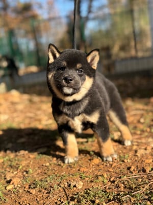 Les chiots de Shiba