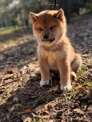 Les chiots de Shiba