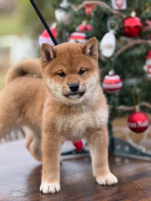Les chiots de Shiba