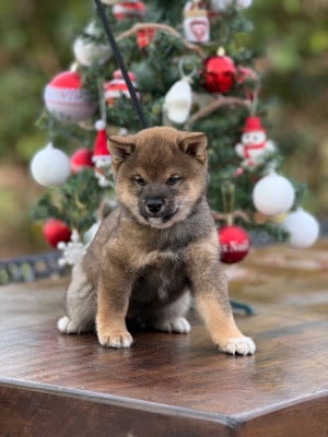 Les chiots de Shiba