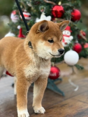 Les chiots de Shiba