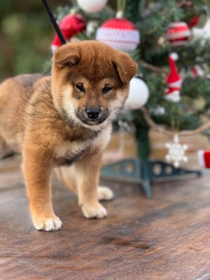Les chiots de Shiba