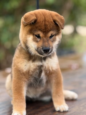 Les chiots de Shiba