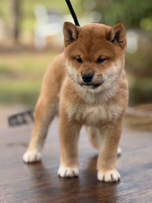 Les chiots de Shiba