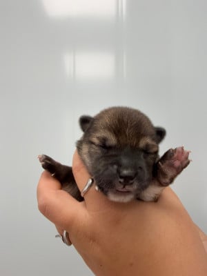Les chiots de Shiba