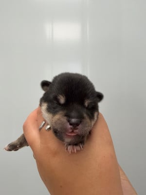 Les chiots de Shiba