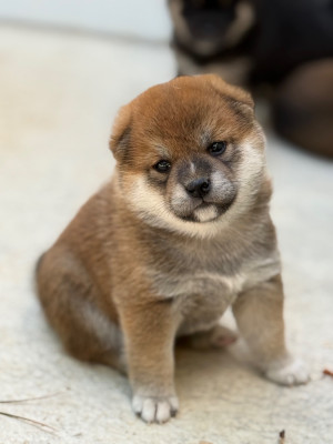 Les chiots de Shiba