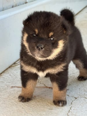 Les chiots de Shiba