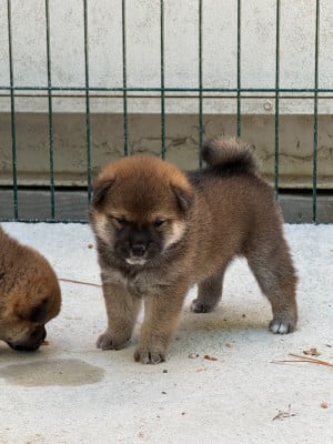 Les chiots de Shiba