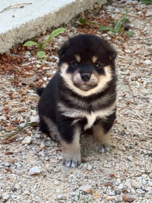 Les chiots de Shiba