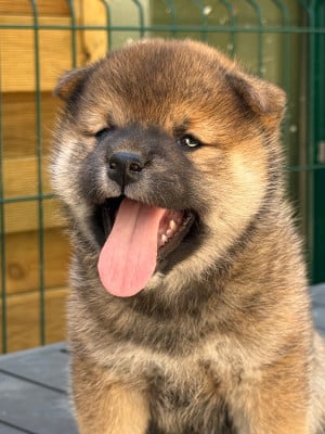 Les chiots de Shiba