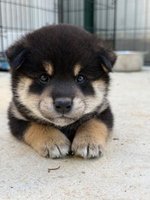 Les chiots de Shiba