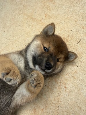 Les chiots de Shiba