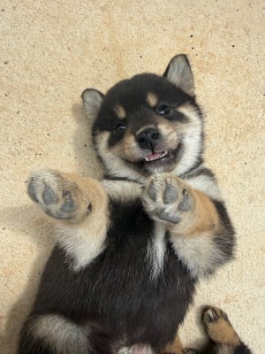 Les chiots de Shiba