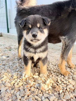Les chiots de Shiba